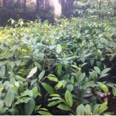 Bibit Pala Nurpakuan Agribun-Bogor, Jabar